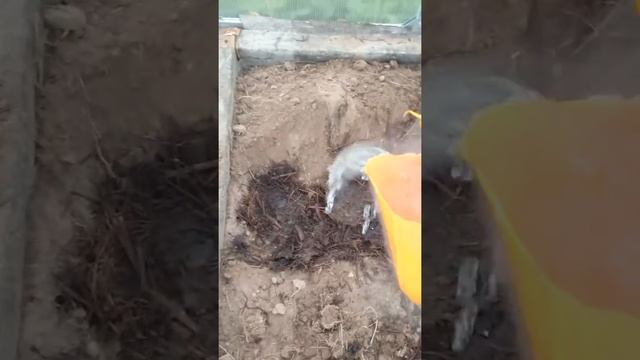 Готовим грядки в теплице под посадку лука под зиму смотреть онлайн