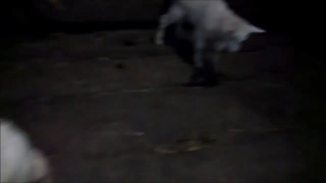 У нас пополнение еще два козленка. Вторая коза родила козлят. Веселые козлята смотреть онлайн