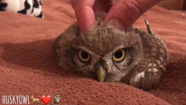 Мими сова ))сыча Ныча отдыхает смотреть онлайн