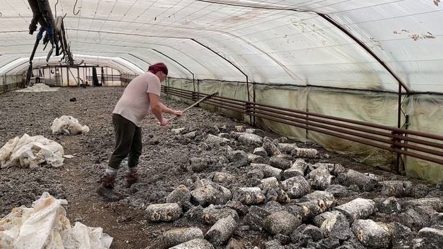 Подготовка теплицы и внесение шелухи от семечек!!! смотреть онлайн