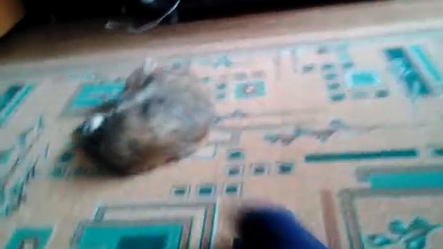 ПРОШУ НЕСМОТРИТЕ !!!!!!!!!!!! смотреть онлайн