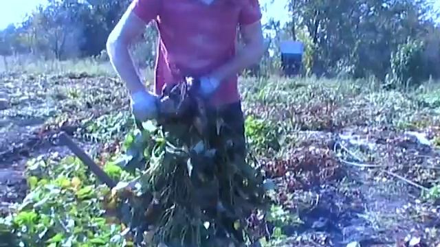 Выкопка батата - сорт Винницкий абориген смотреть онлайн