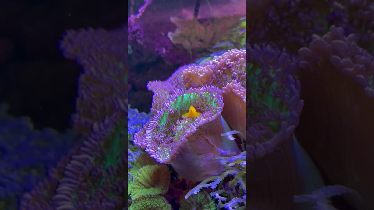 Красота подводного мира в салоне «Аква Лого» смотреть онлайн