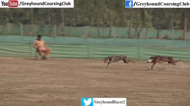 Coursing Dogs 2022 | Latest Greyhound Coursing Race | Wild Rabbit смотреть онлайн