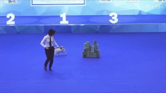 Танцы с собаками, джек рассел терьер Вуди, dog dance freestyle jack russell terrier Woody смотреть онлайн