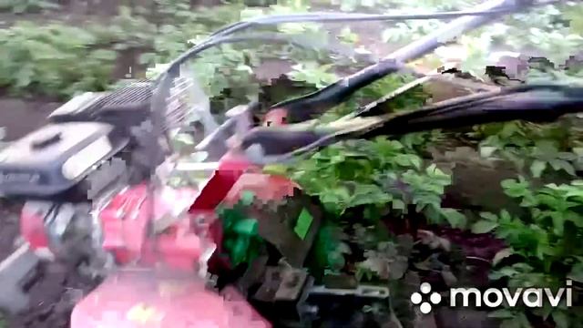 міжрядний обробіток картоплі методом Єфанова смотреть онлайн