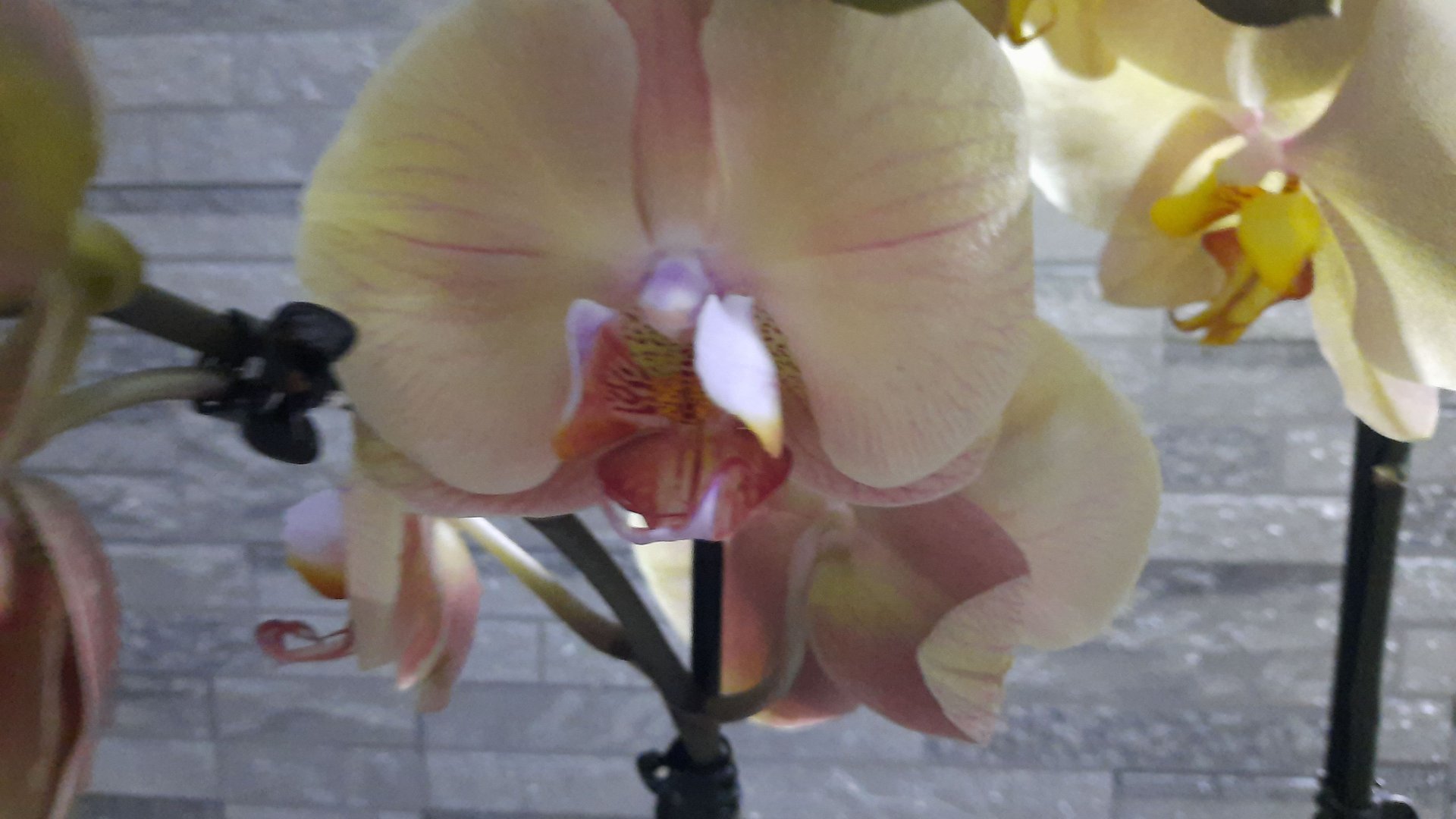 ПОКУПКИ ОРХИДЕЙ ДЛЯ ЗРИТЕЛЕЙ//23.04.24// смотреть онлайн