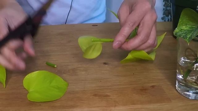 How to Care and Propagate Your Pothos From Cuttings | The Perfect Houseplant for Beginners смотреть онлайн