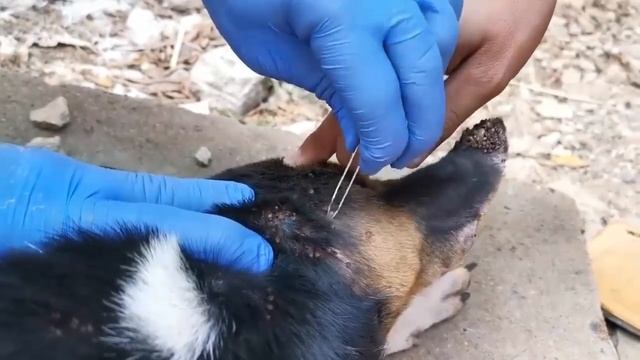 How To Rescue Poor Dog from Ticks, This Poor dog is in my village Untitled @animalvcd смотреть онлайн