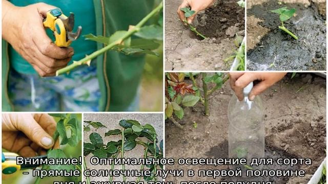 Роза Шнеевитхен смотреть онлайн