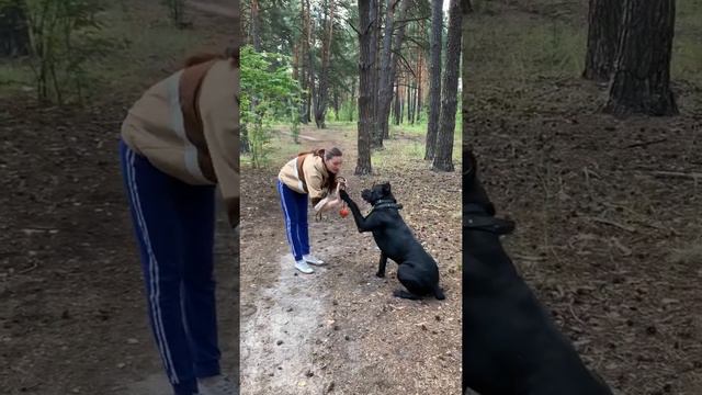 История Кане Корсо смотреть онлайн