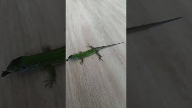 Прыткая ящерица. Кормление гусеницей. смотреть онлайн
