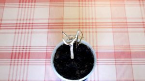 Олеандр спасти не удалось полностью засох