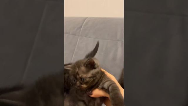 Котята серо-коричневые 1 мес смотреть онлайн