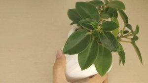 Пеперомия Пикси, Пеперомия Ангулата. Пересадка. Правильный уход. Неприхотливые комнатные растения.