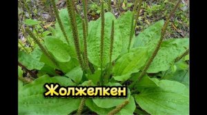 Дәрілік өсімдіктер. Лечебные растения.