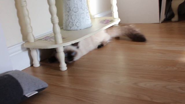 Maya - 5 Months Old Update! - Seal Colour Point Ragdoll Kitten смотреть онлайн