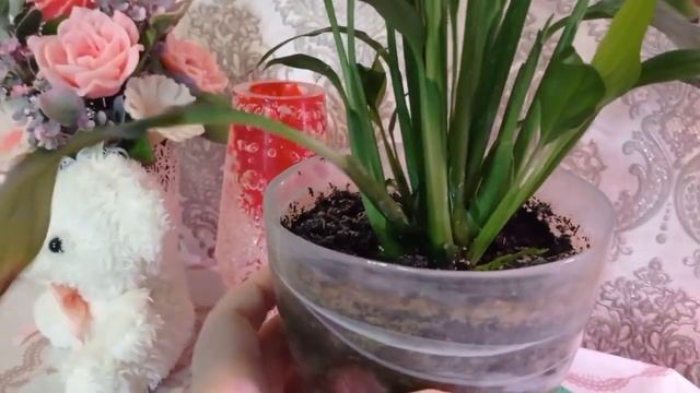 Комнатные Цветы уют в доме релакс покупка для дома.