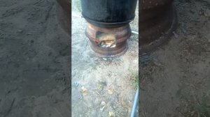 Печь за 15 минут для варки корма животным