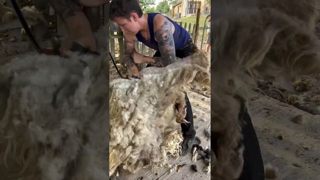 Big Ram-Fat Tail-Long Locks-Chill Shear смотреть онлайн