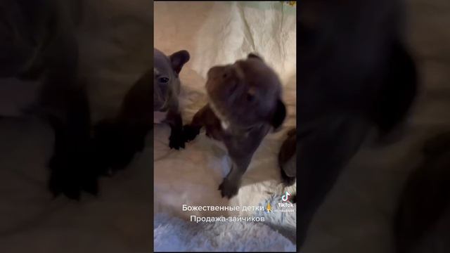 Голубой солид #frenchbulldog ожидаем осенью 2023 🥰эти все проданы детки смотреть онлайн