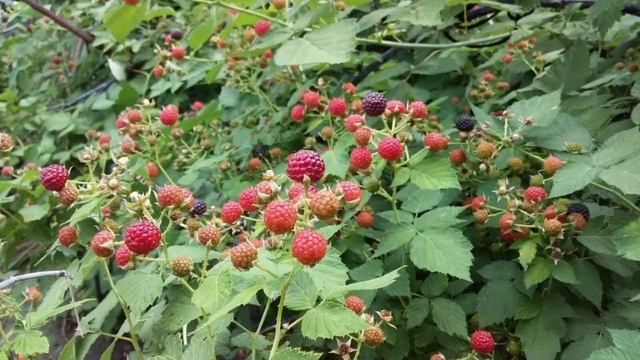 ВЫРАЩИВАЕМ ЕЖЕВИКУ. КУМБЕРЛЕНД смотреть онлайн