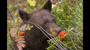 ПЕСЕНКА  МИШКА косолапый