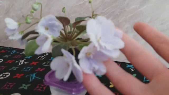 Фиалка Ле-Лель смотреть онлайн