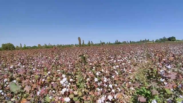 ПАХТА ДАЛАДАМИЗ смотреть онлайн