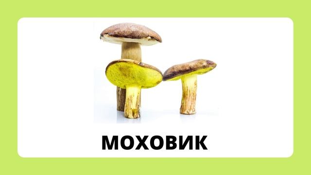 Грибы.mp4 смотреть онлайн