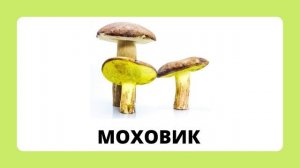 Грибы.mp4
