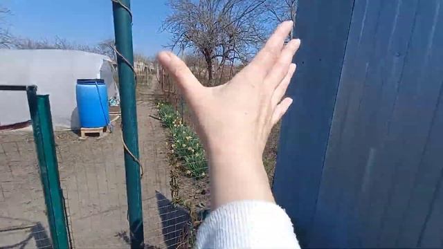 Vlog-139 Посадка укоренившихся черенков КЛЕМАТИСа в горшок. Керамзит, сарай, арка смотреть онлайн