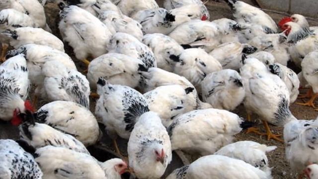 Разведение кур породы Мастер Грей как бизнес идея | Куры Мастер Грей смотреть онлайн