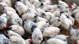 Разведение кур породы Мастер Грей как бизнес идея | Куры Мастер Грей