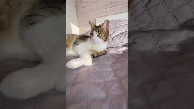 ЗРЯ привезли кота ИЗ ТУРЦИИ?🤪Хулиган Марсель отнял телефон и съел зарядку 😃 смотреть онлайн