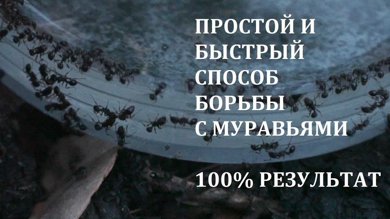 Самый простой и быстрый способ избавиться от муравьев #муравьи #муравей смотреть онлайн