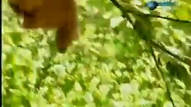 Обезьяна атакует тигра смотреть онлайн