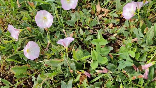 природа после небесного душа - брожу по лужайкам после дождя! лопухи , вьюны, капли дождя на листоч смотреть онлайн