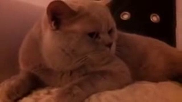 Британский говорящий котик, как научить кота говорить смотреть онлайн