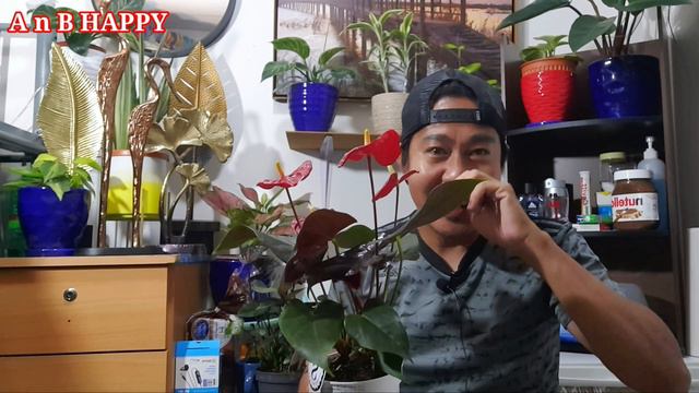 PLANT HAUL | BLACK KARMA ANTHURIUM AT ANTHURIUM CORAL CHAMPION