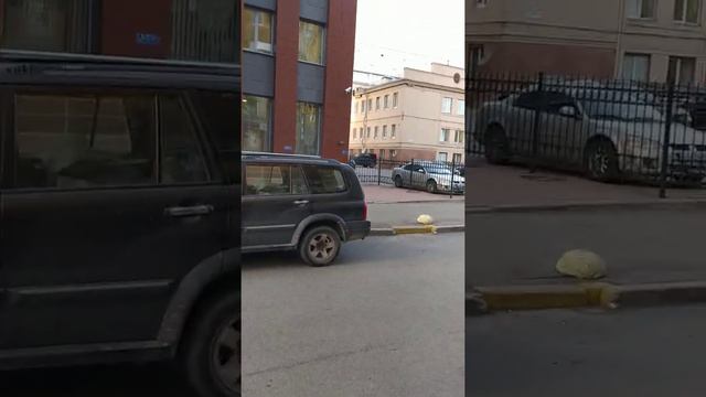 Здание фонда по капитальному ремонту город Ленинград ( Санкт-Петербург). смотреть онлайн