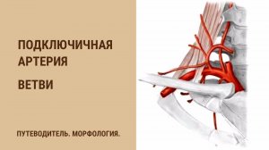 Подключичная артерия. Ветви