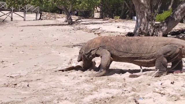 In the morning, the komodo dragon is eating sharks on the beach/ part 4 смотреть онлайн
