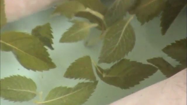 Рефлекторный массаж стоп. Подготовка к работе смотреть онлайн