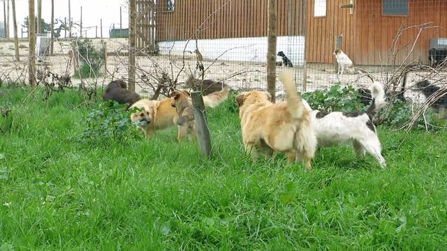 Tayga, Tara and Tandra video смотреть онлайн