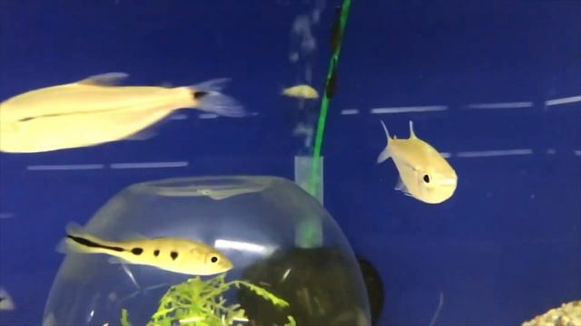 Sims Tropical Fish - Silver Dorado смотреть онлайн