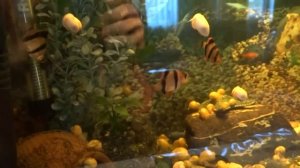 барбусы и другие рыбки