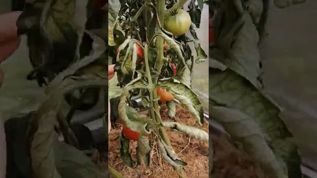 Очень вкусный сорт томатов "Чудо земли". смотреть онлайн