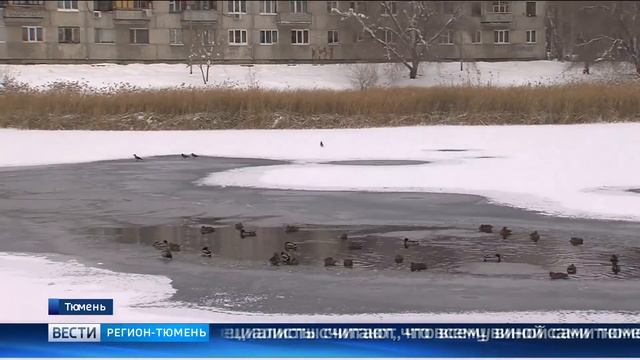 Тюменские утки решили не лететь на юг? смотреть онлайн