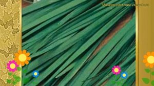 Лук душистый Пикантный. Краткий обзор, описание характеристик, где купить семена Pikantnyy